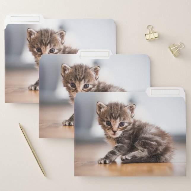 Cutest Baby Animals | Tiny Tabby Kitten File Folder (Set)