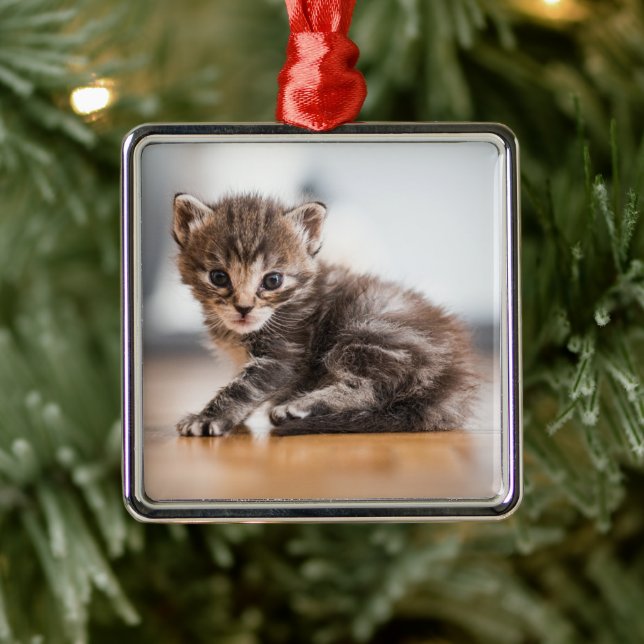 Cutest Baby Animals | Tiny Tabby Kitten Metal Ornament (Tree)