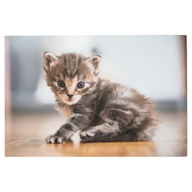 Cutest Baby Animals | Tiny Tabby Kitten Metal Print (Front)