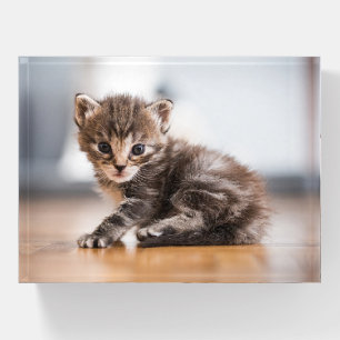 Cutest Baby Animals Tiny Tabby Kitten Paperweight