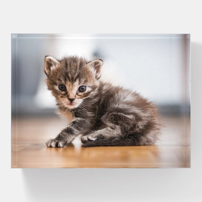 Cutest Baby Animals | Tiny Tabby Kitten Paperweight (Front)