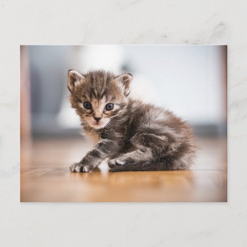 Cutest Baby Animals  Tiny Tabby Kitten Postcard