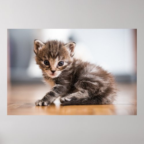 Cutest Baby Animals  Tiny Tabby Kitten Poster