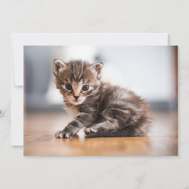 Cutest Baby Animals | Tiny Tabby Kitten Thank You Card (Front)