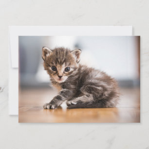 Cutest Baby Animals Tiny Tabby Kitten Thank You Card