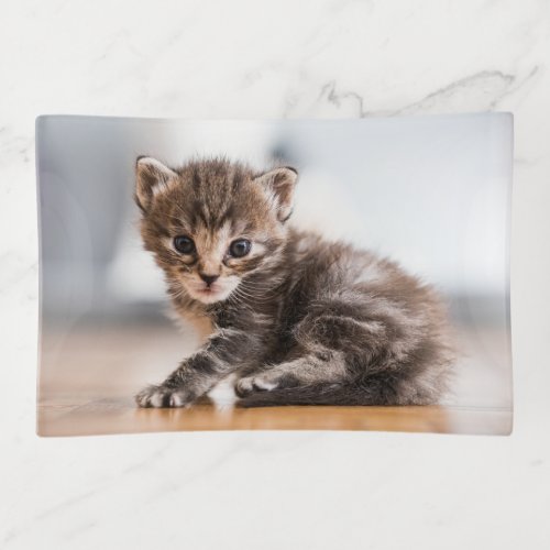 Cutest Baby Animals  Tiny Tabby Kitten Trinket Tray