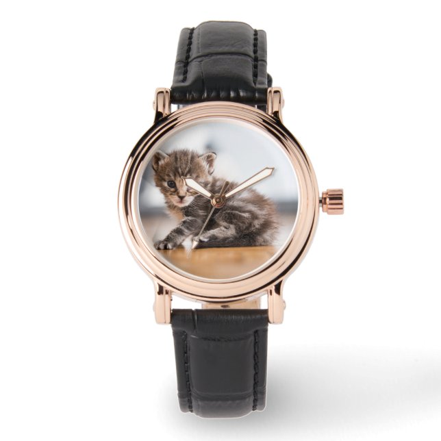 Cutest Baby Animals | Tiny Tabby Kitten Watch (Front)