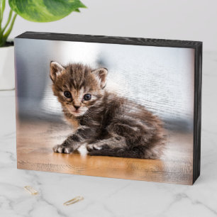Cutest Baby Animals Tiny Tabby Kitten Wooden Box Sign
