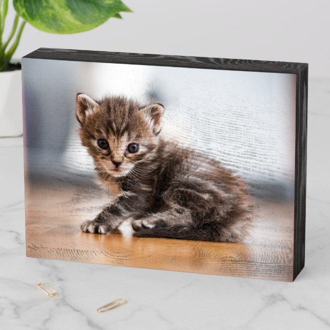 Cutest Baby Animals | Tiny Tabby Kitten Wooden Box Sign (In Situ Horizontal)