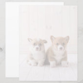Cutest Baby Animals | Two Baby Corgis Sitting (Front/Back)