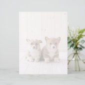 Cutest Baby Animals | Two Baby Corgis Sitting (Standing Front)