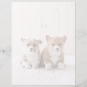Cutest Baby Animals Two Baby Corgis Sitting