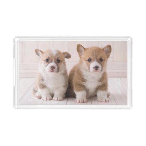 Cutest Baby Animals  Two Baby Corgis Sitting Acrylic Tray