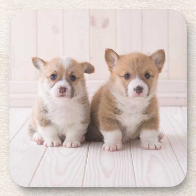Cutest Baby Animals | Two Baby Corgis Sitting Beverage Coaster (Front)