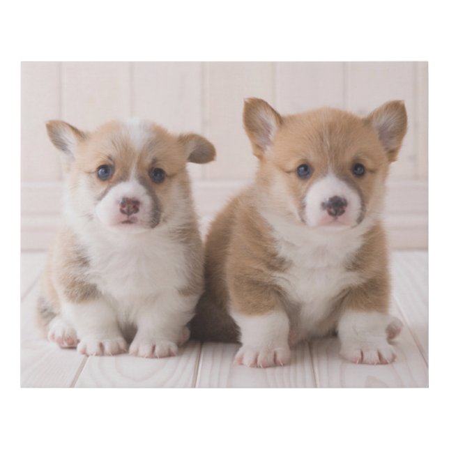 Cutest Baby Animals | Two Baby Corgis Sitting Faux Canvas Print (Front)