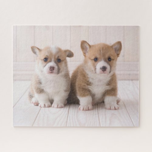 Cutest Baby Animals  Two Baby Corgis Sitting Jigsaw Puzzle