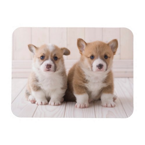 Cutest Baby Animals  Two Baby Corgis Sitting Magnet
