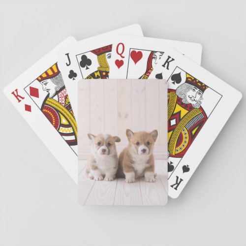 Cutest Baby Animals  Two Baby Corgis Sitting Playing Cards