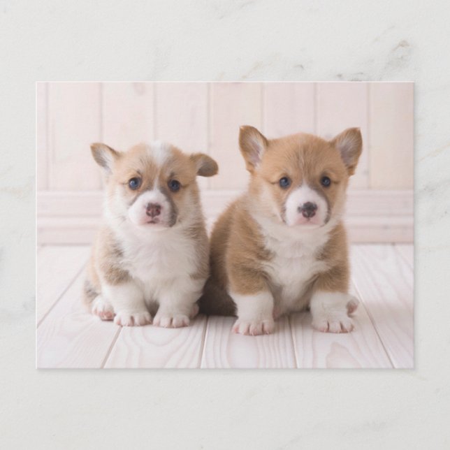Cutest Baby Animals | Two Baby Corgis Sitting Postcard (Front)