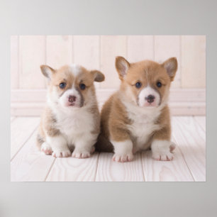 Cutest Baby Animals Two Baby Corgis Sitting Poster