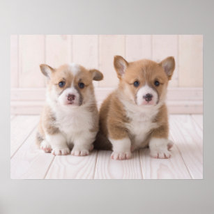 Cutest Baby Animals   Two Baby Corgis Sitting Poster