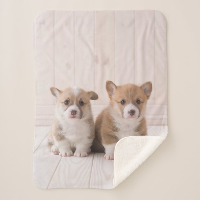 Cutest Baby Animals | Two Baby Corgis Sitting Sherpa Blanket (Front)