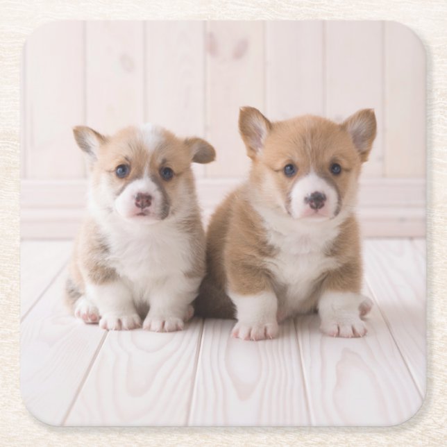 Cutest Baby Animals | Two Baby Corgis Sitting Square Paper Coaster (Front)