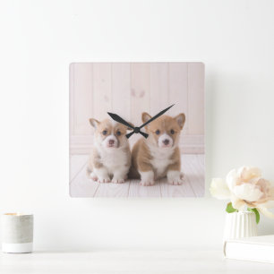 Cutest Baby Animals Two Baby Corgis Sitting Square Wall Clock