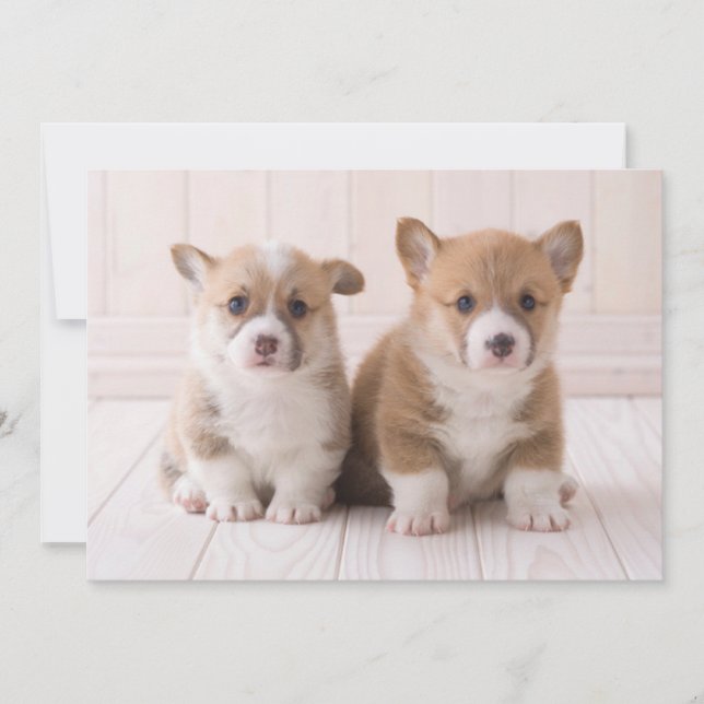 Cutest Baby Animals | Two Baby Corgis Sitting Thank You Card (Front)