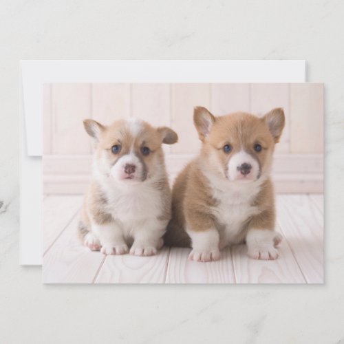Cutest Baby Animals  Two Baby Corgis Sitting Thank You Card