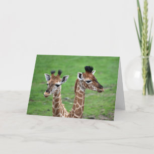 Cutest Baby Animals Two Baby Giraffes Card