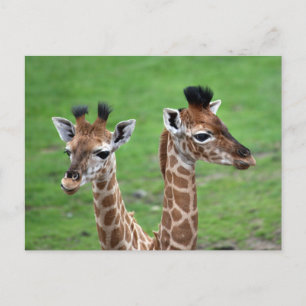 Cutest Baby Animals   Two Baby Giraffes Postcard