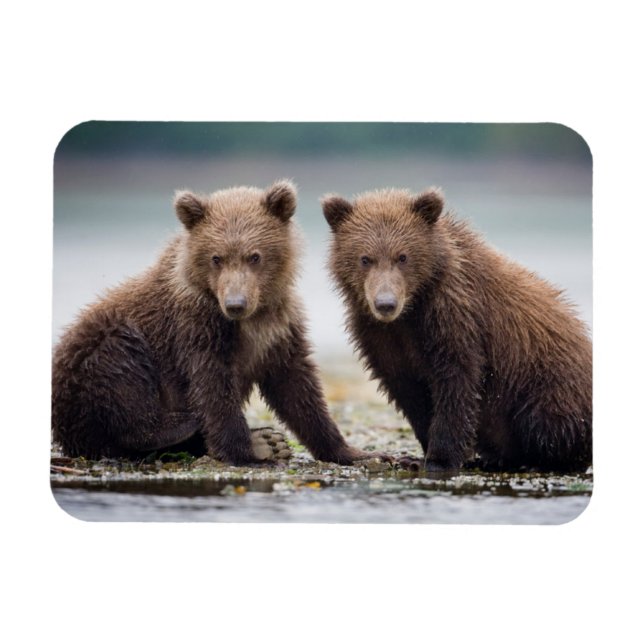 Cutest Baby Animals | Two Bear Cubs Magnet (Horizontal)