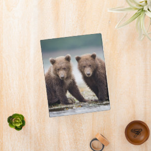 Cutest Baby Animals Two Bear Cubs Mini Binder