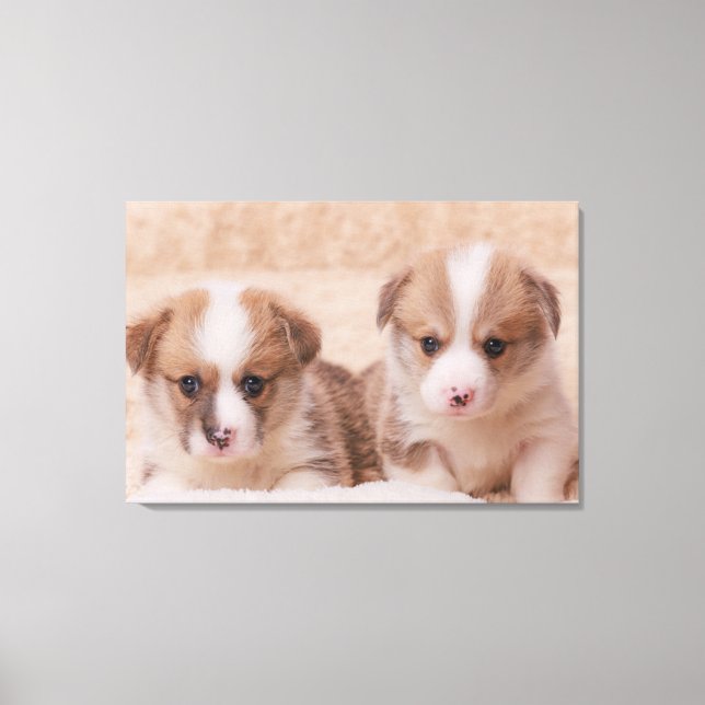 Cutest Baby Animals | Two Corgi Puppies Canvas Print (Front)
