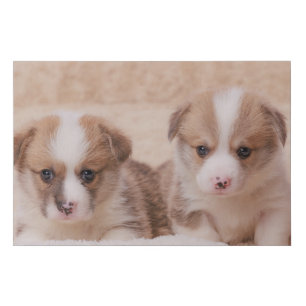 Cutest Baby Animals Two Corgi Puppies Faux Canvas Print