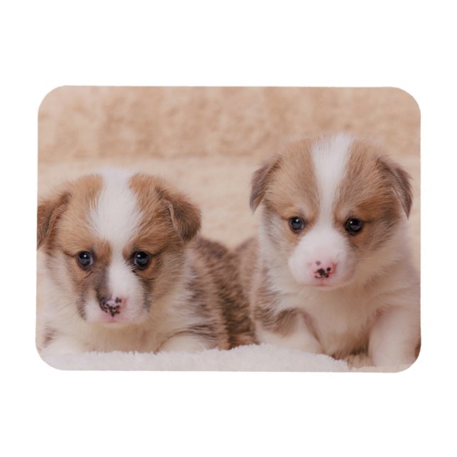 Cutest Baby Animals | Two Corgi Puppies Magnet (Horizontal)