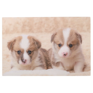 Cutest Baby Animals   Two Corgi Puppies Metal Print