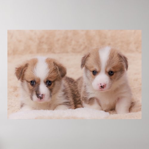 Cutest Baby Animals  Two Corgi Puppies Poster