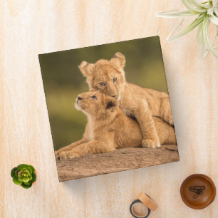Cutest Baby Animals   Two Lion Cubs 3 Ring Binder