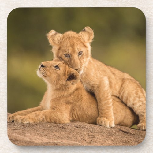 Cutest Baby Animals  Two Lion Cubs Beverage Coaster