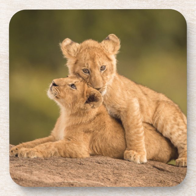 Cutest Baby Animals | Two Lion Cubs Beverage Coaster (Front)