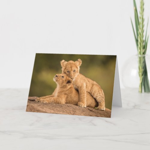 Cutest Baby Animals  Two Lion Cubs Card