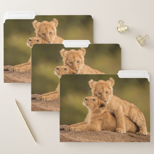 Cutest Baby Animals  Two Lion Cubs File Folder