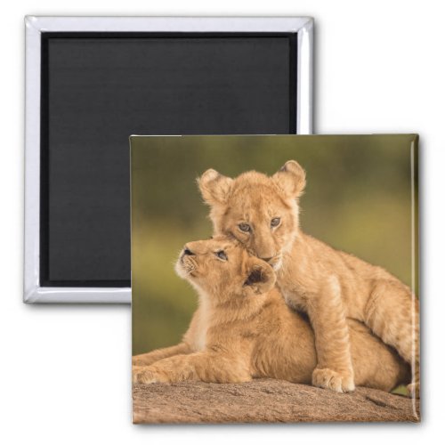 Cutest Baby Animals  Two Lion Cubs Magnet