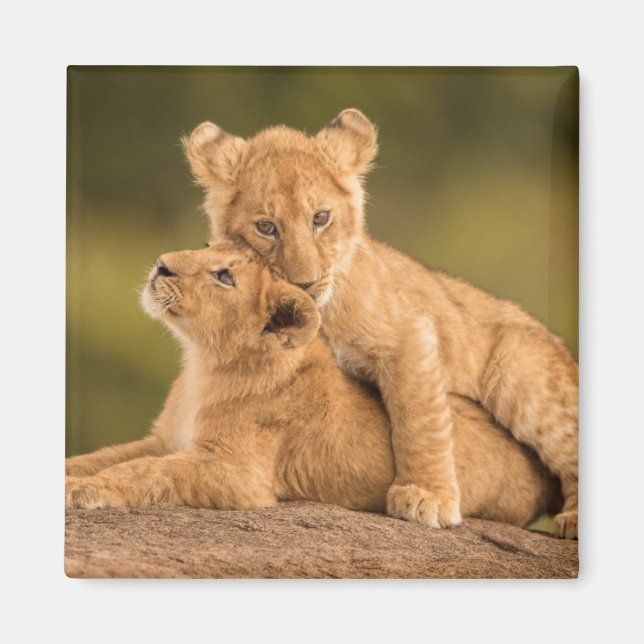 Cutest Baby Animals | Two Lion Cubs Magnet (Front)