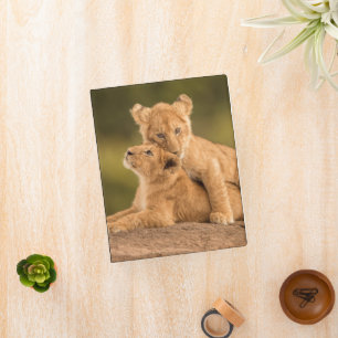 Cutest Baby Animals Two Lion Cubs Mini Binder