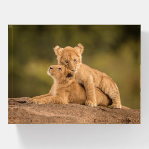 Cutest Baby Animals Two Lion Cubs Paperweight