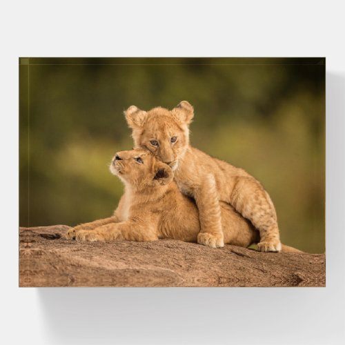 Cutest Baby Animals  Two Lion Cubs Paperweight