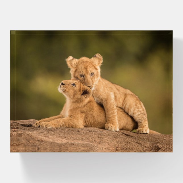 Cutest Baby Animals | Two Lion Cubs Paperweight (Front)